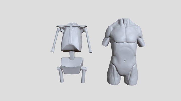 Ecorche_torso_structure 3D Model