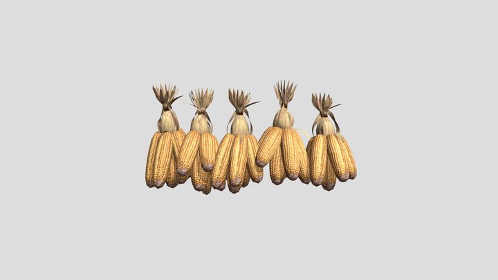 Dried Corn 3D Model