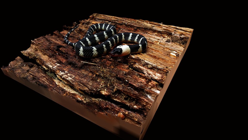 Model 35 - Wolf Snake on bark substrate