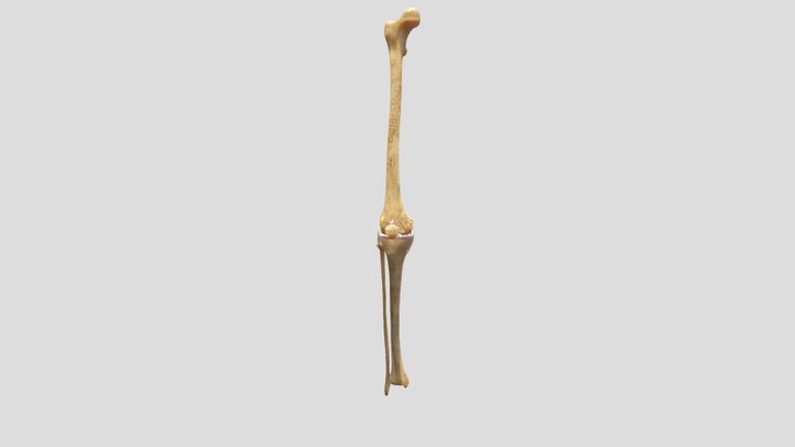 Knee bone degraded 3D Model