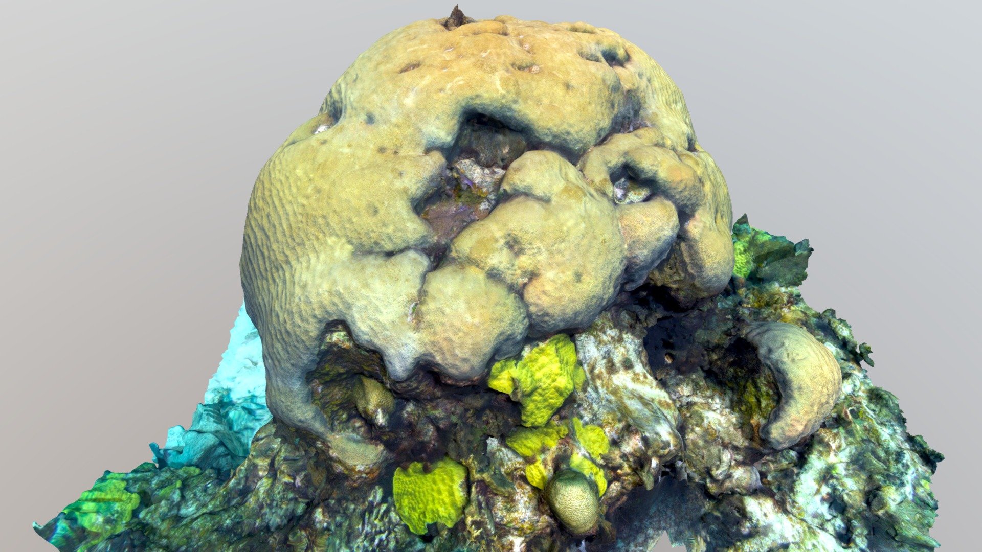 Mountainous Star Coral, Orbicella faveolata