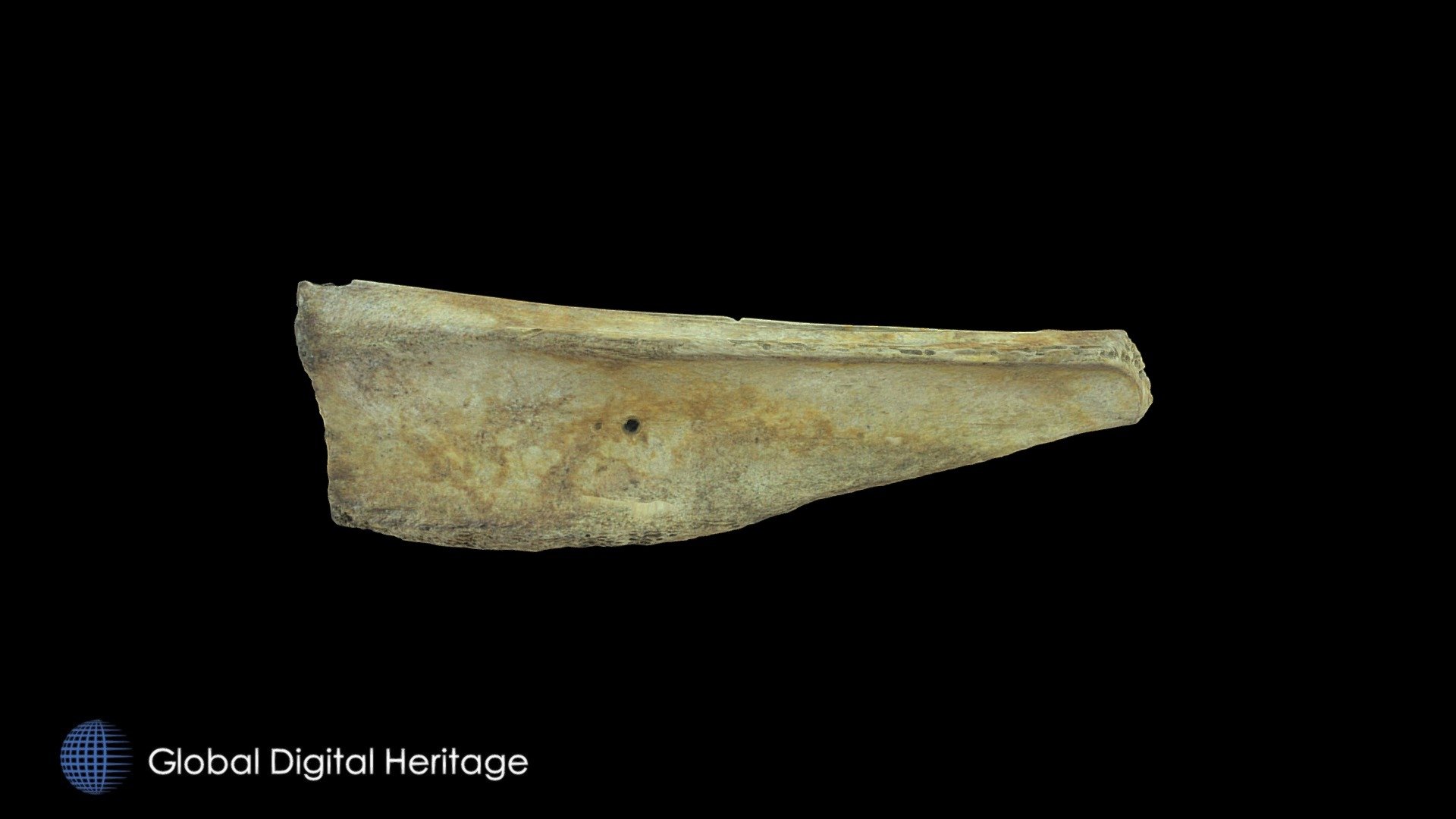 Modified and Drilled Scapula XCB-105-4095