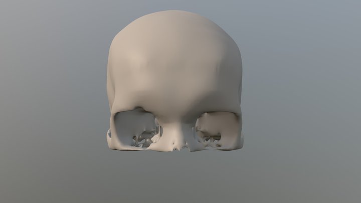 Human Skull - Female age 28 3D Model
