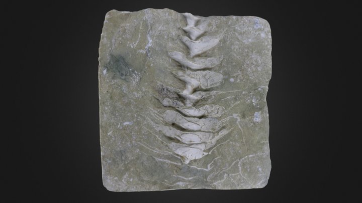 Bryozoan: Archimedes sp. (PRI 49738) – Free 3D Model STL