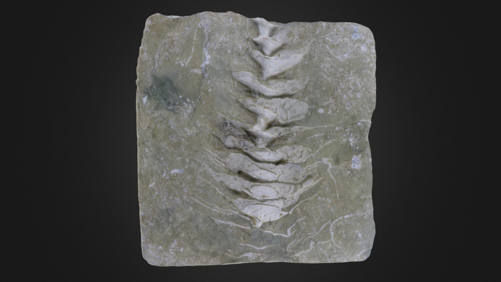 Bryozoan: Archimedes sp. (PRI 49738) - Download Free 3D model by Digital  Atlas of Ancient Life (@DigitalAtlasOfAncientLife) [72c6ecc]