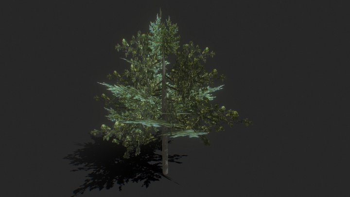 Tree 3D Model