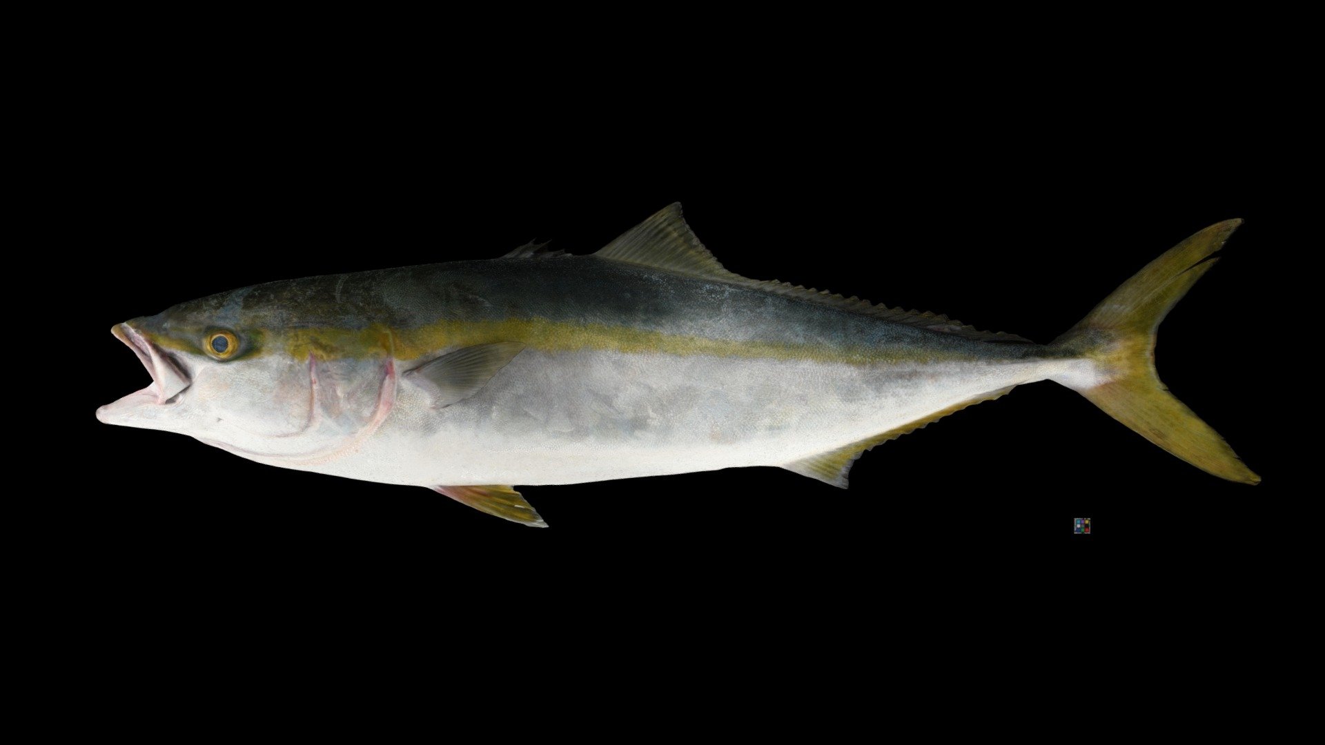 ブリ Five-ray Yellowtail, Seriola quinqueradiata