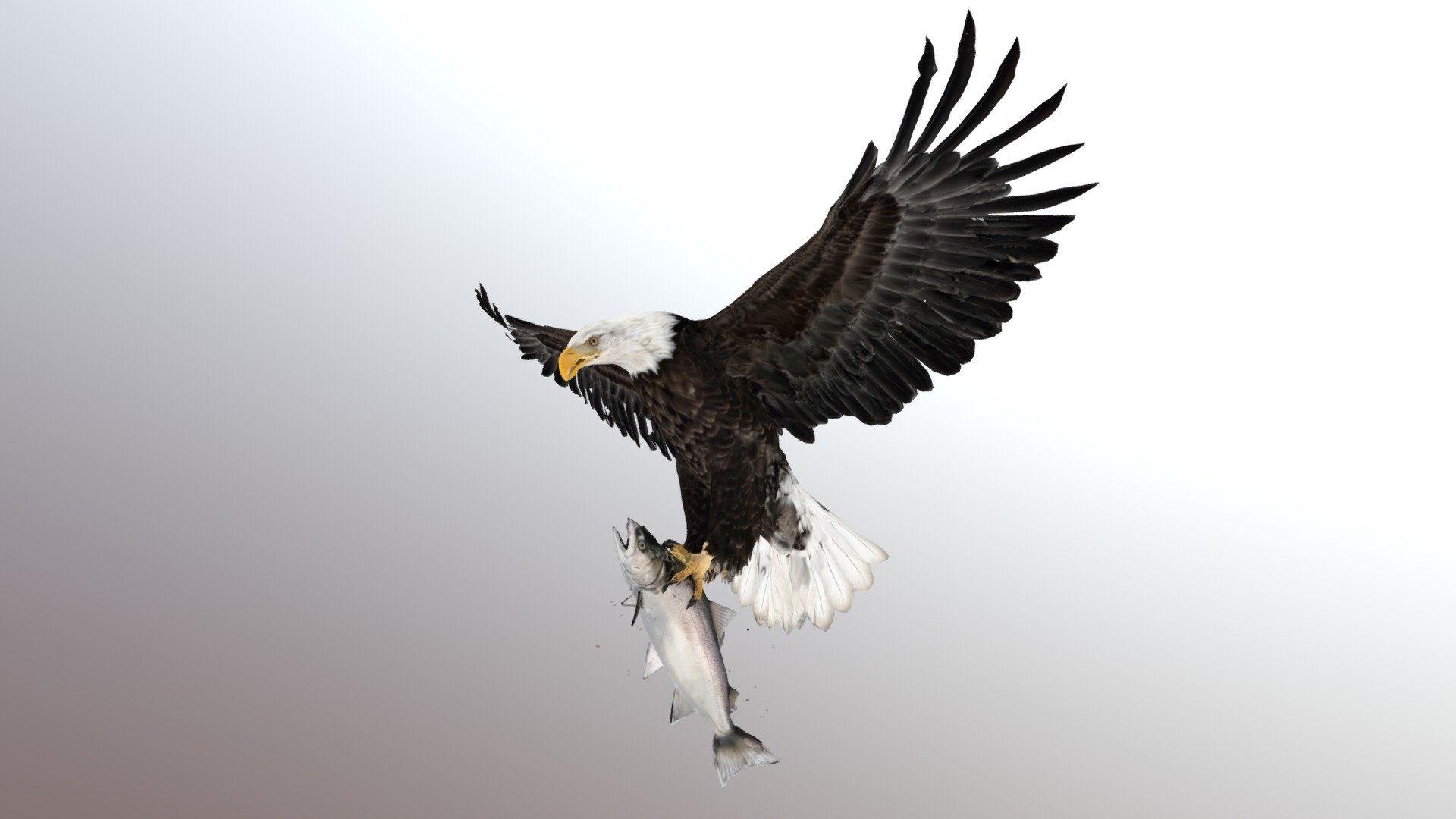 Bald Eagle Catching Fish - Download Free 3D model by ART & MODELING ...