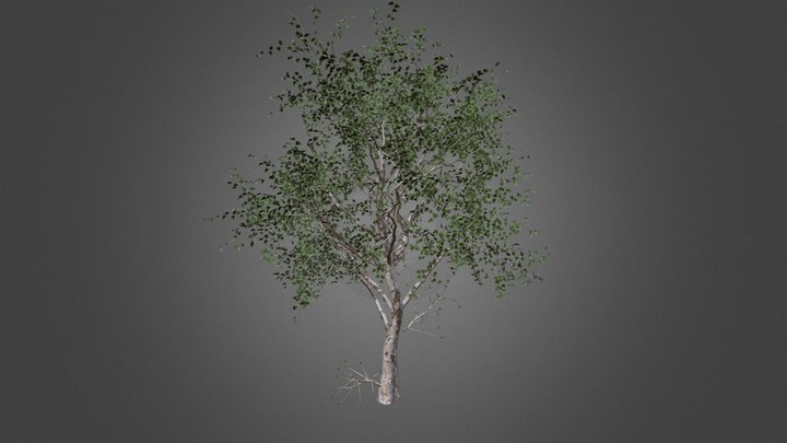 Aliso 3D Model