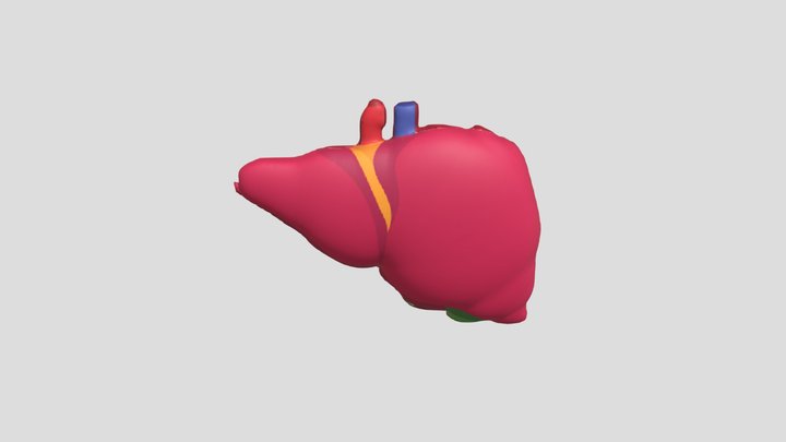 Bagian-bagian Liver 3D Model