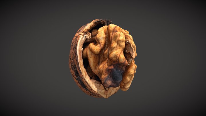 Walnut 2 3D Model