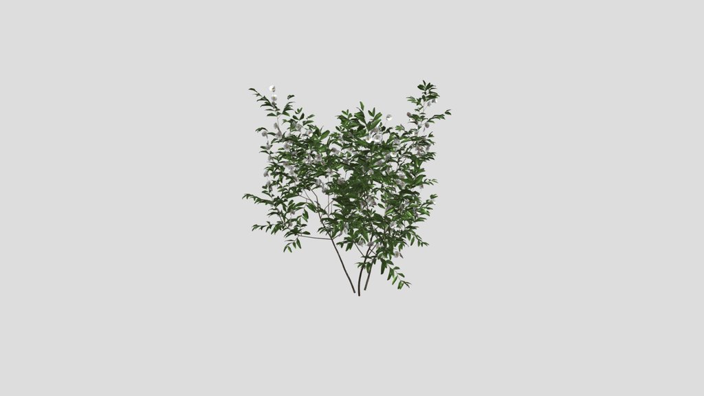 Summer Flowering Bush Q