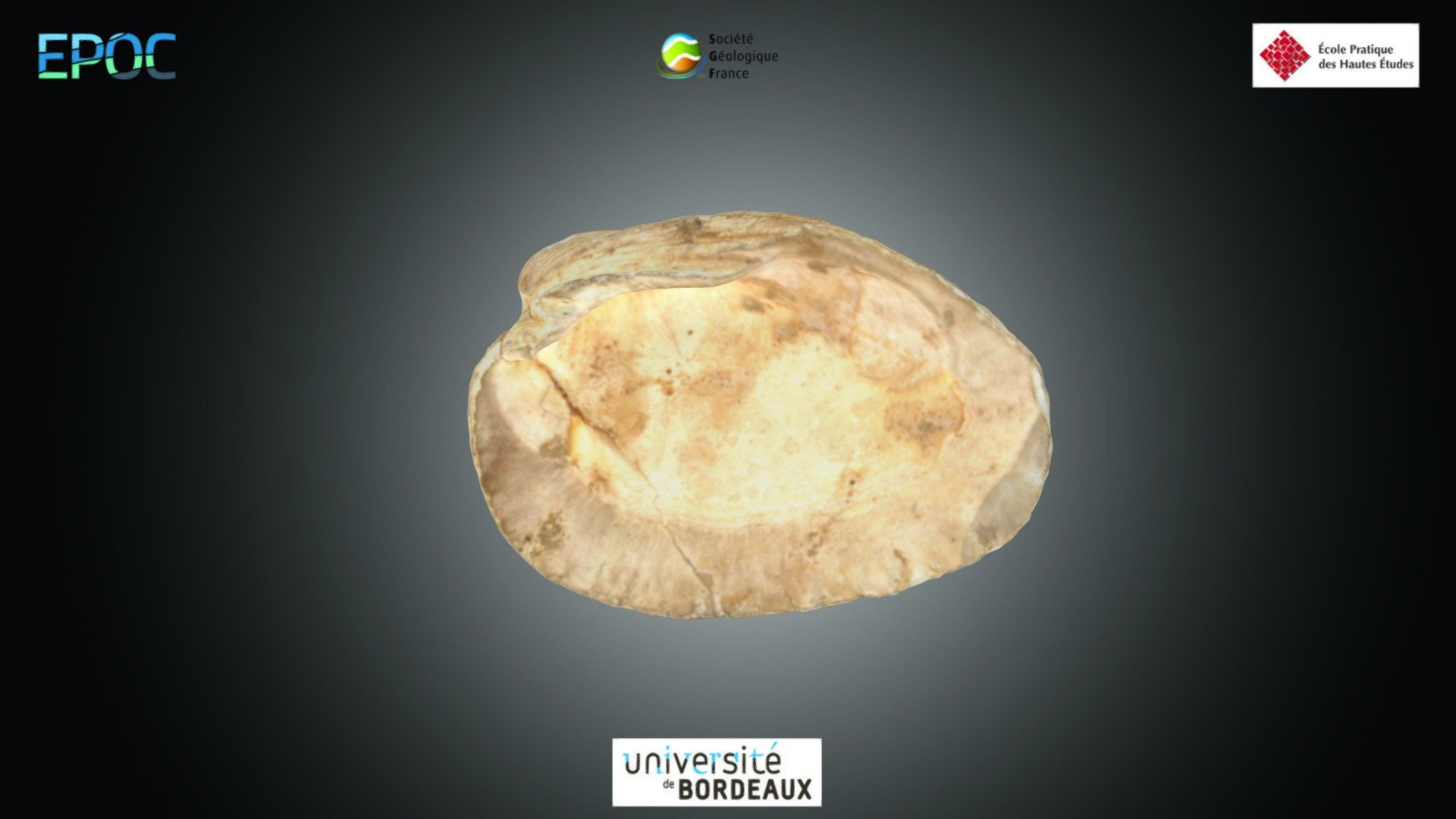 Bivalve - Cardita sp.
