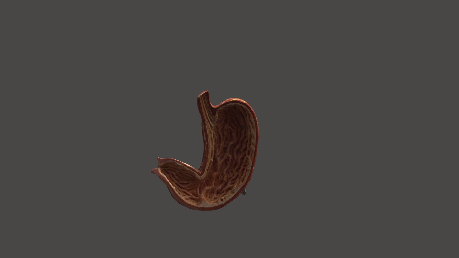 inside-of-the-stomach-download-free-3d-model-by-yanyili-72df94b