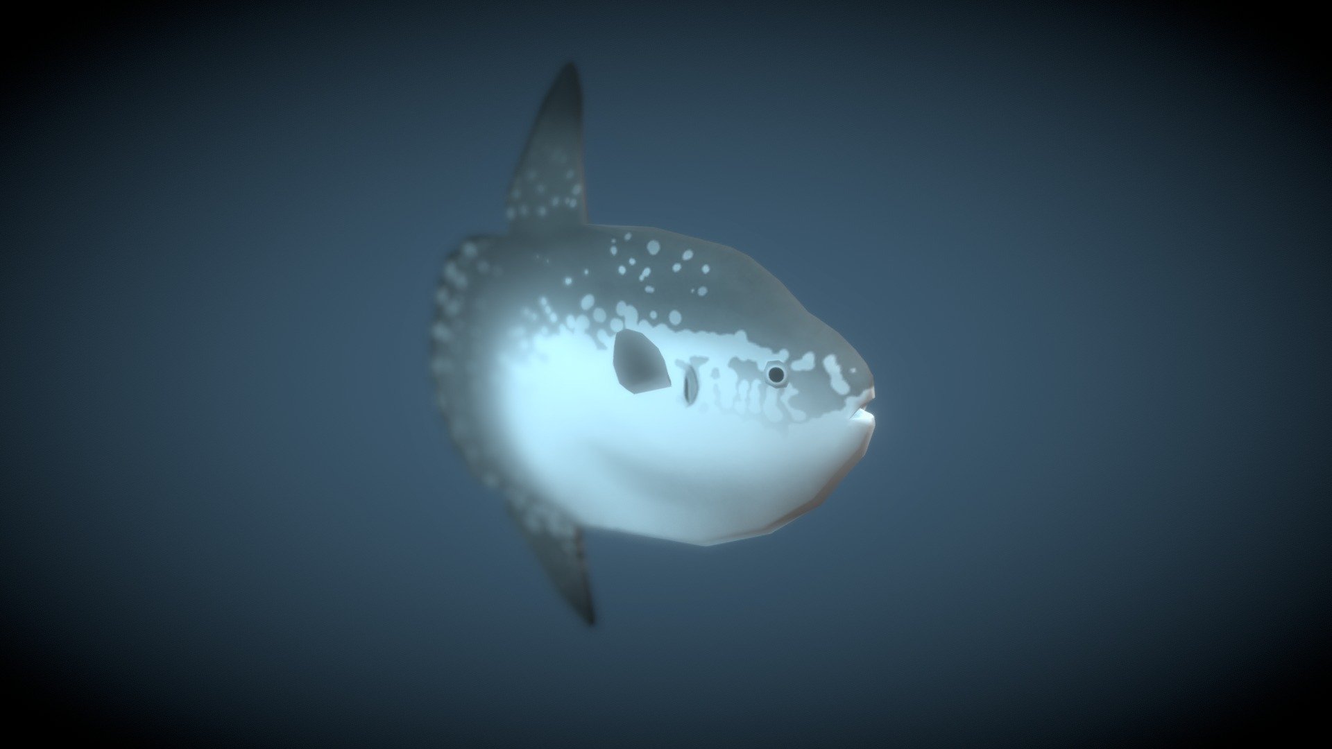ocean sunfish - 3D model by CatfishYAY [72e87cb] - Sketchfab
