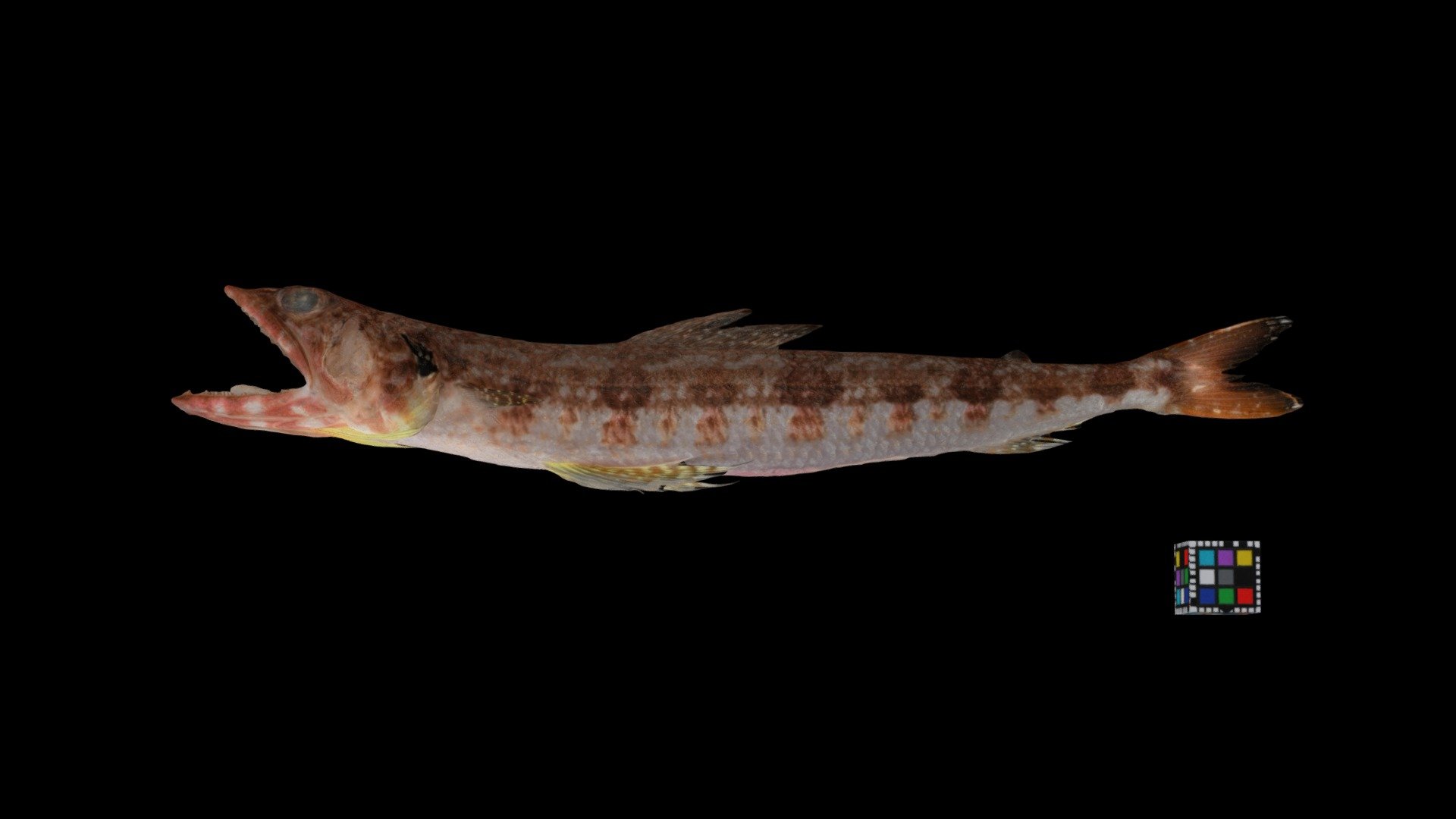 ホシノエソ 🐟 Red Lizard Fish, Synodus hoshinonis - Download Free 3D model by ...