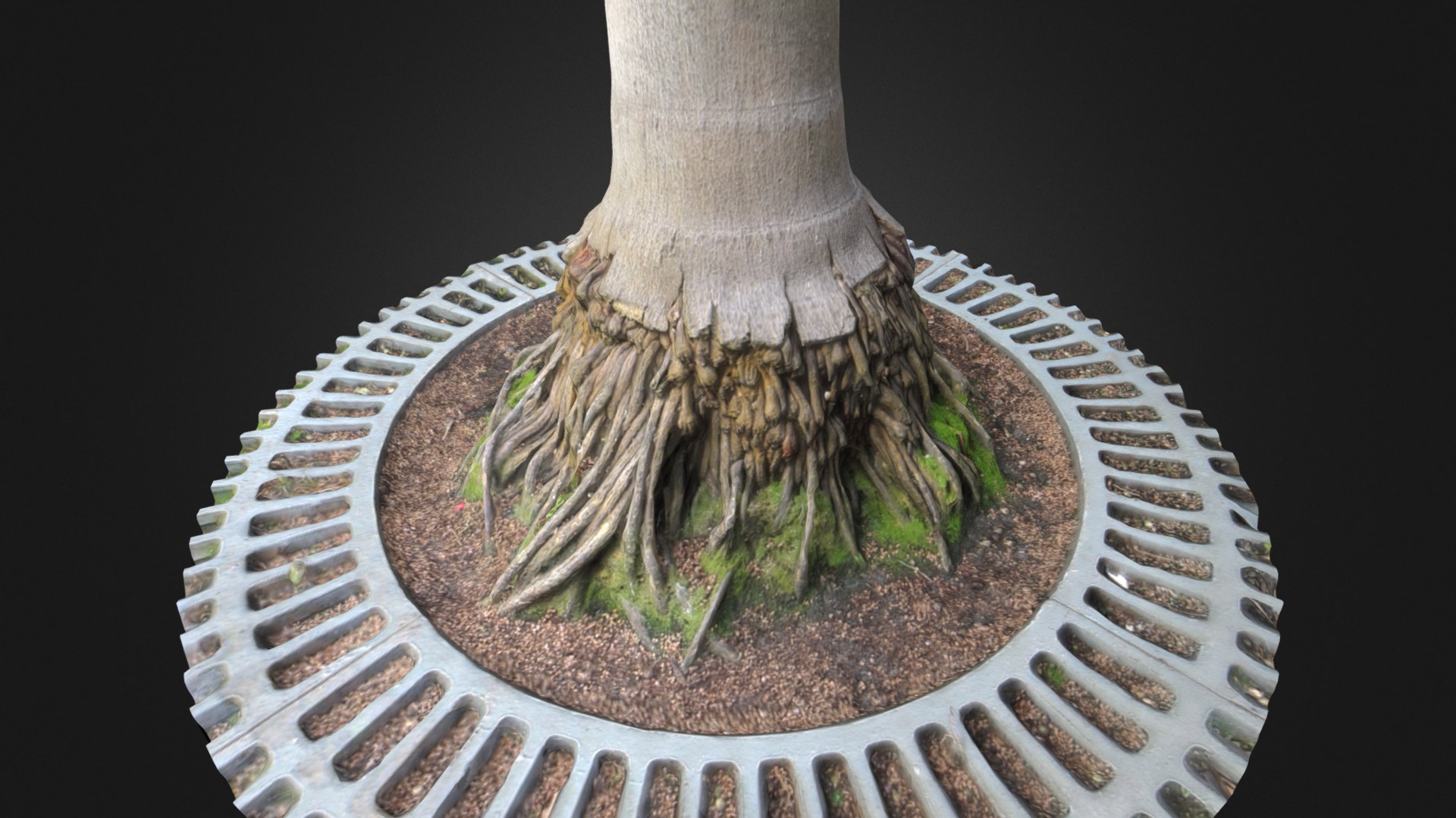 3D model Palm Tree Roots, RBG, Edinburgh - This is a 3D model of the Palm Tree Roots, RBG, Edinburgh. The 3D model is about a tree stump with a hole in it.