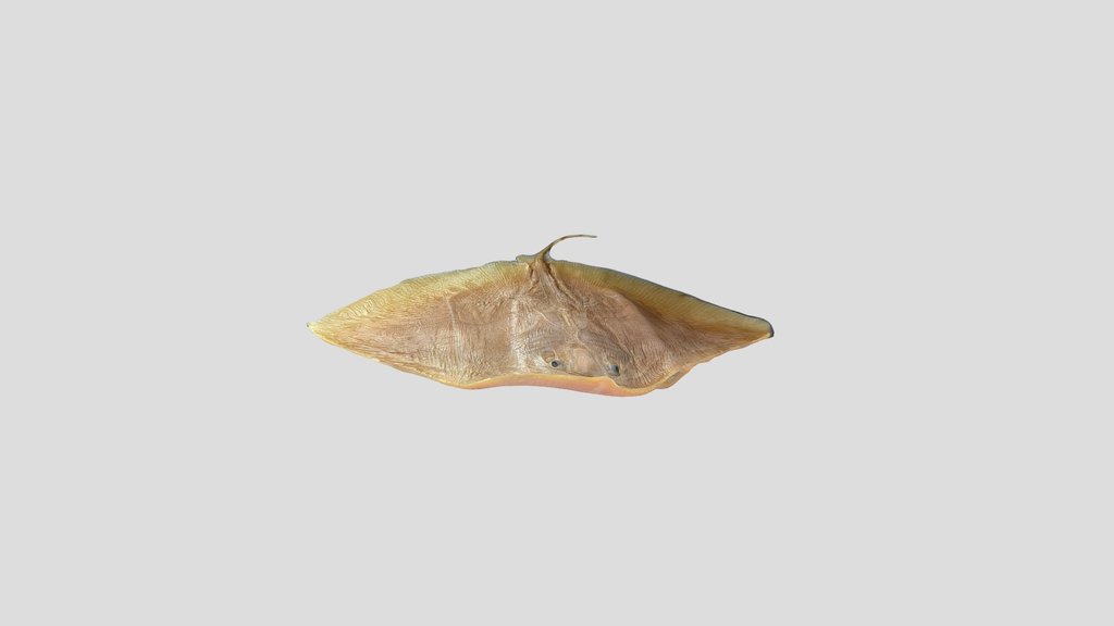 Raia (Gymnura sp.)