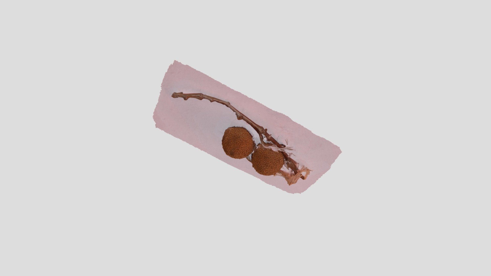 Ramita de planta — Sketchfab embed 3D viewer