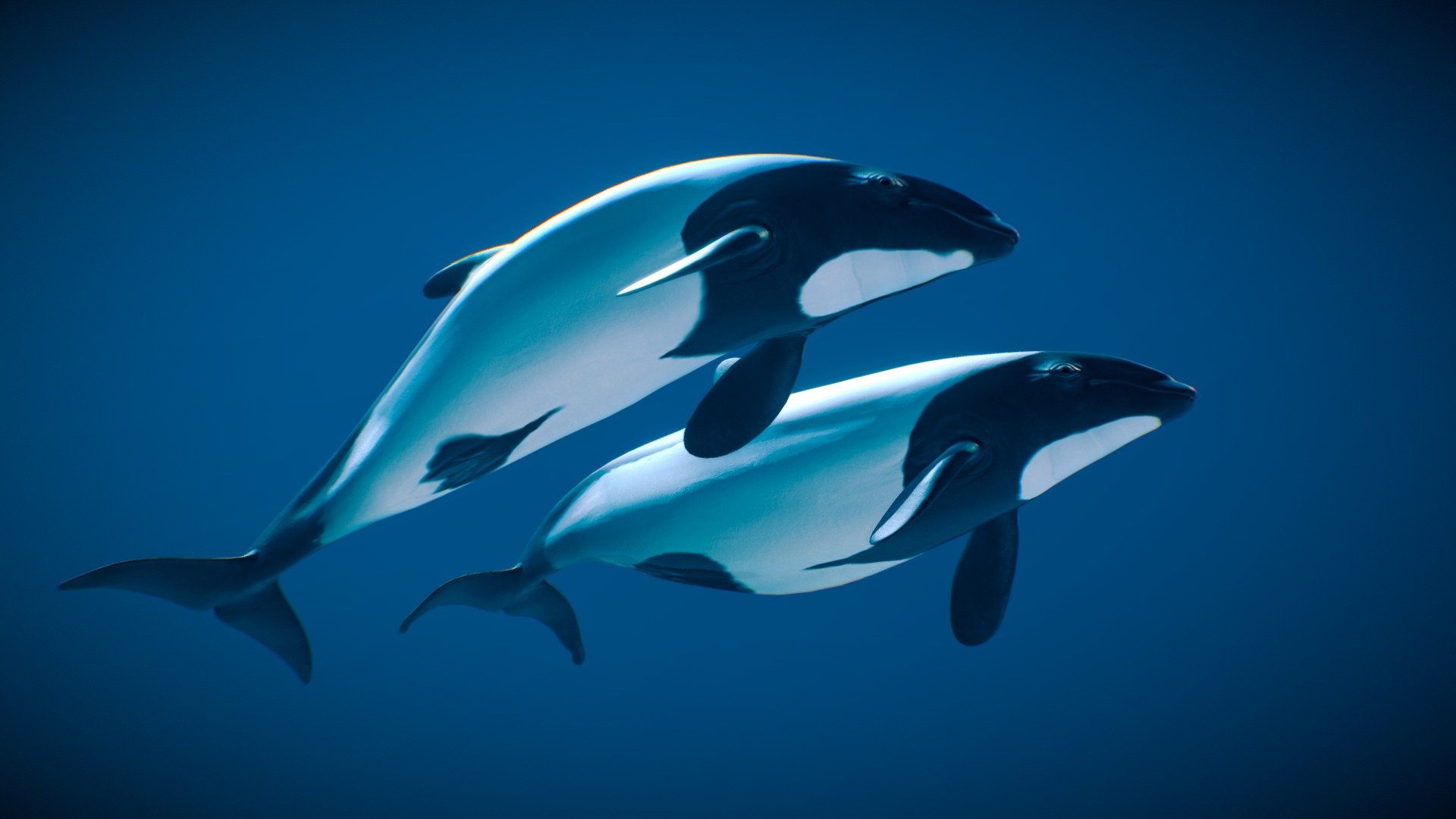 Commerson's Dolphin — Sketchfab embed 3D viewer