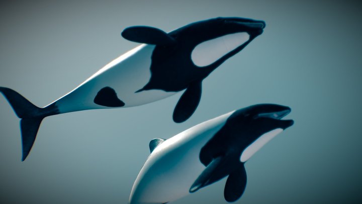 Commerson's Dolphin 3D Model