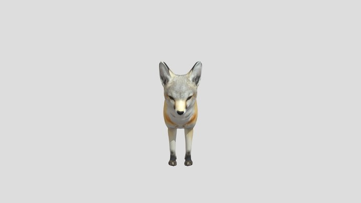 Kit Fox