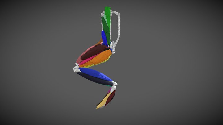 Eupsophus roseus - diceCT frog 3D Model