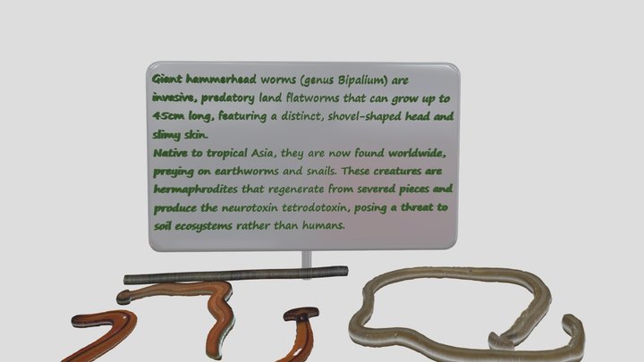 Bipalium kewense-Giant Hammerhead Worms 3D Model