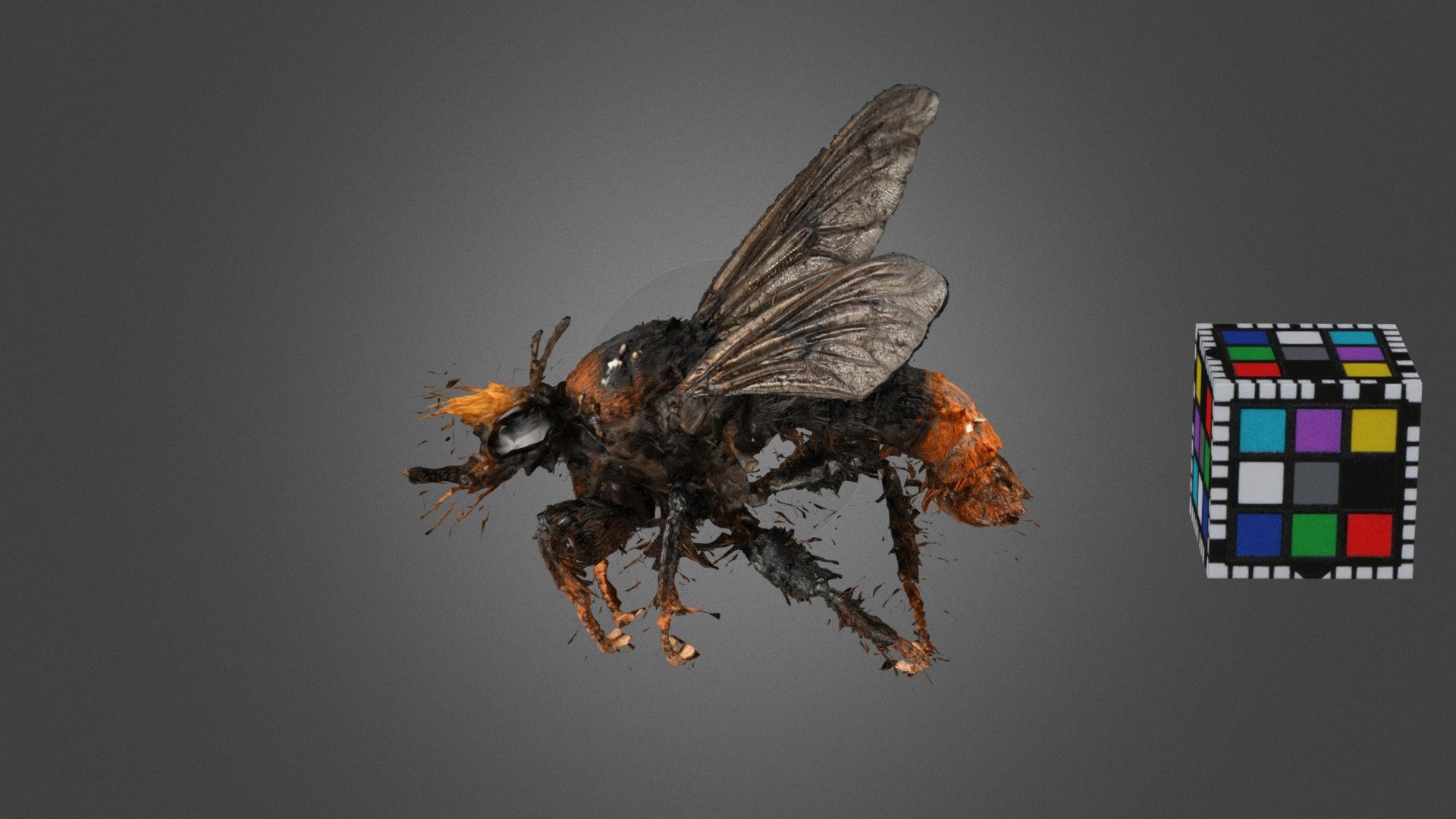 オオイシアブ Robber Fly, Laphria mitsukurii