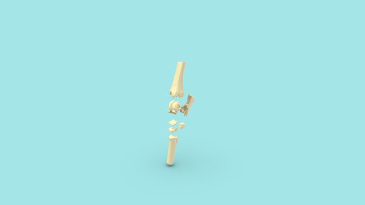 Tarsus eines Pferdes 3D Model