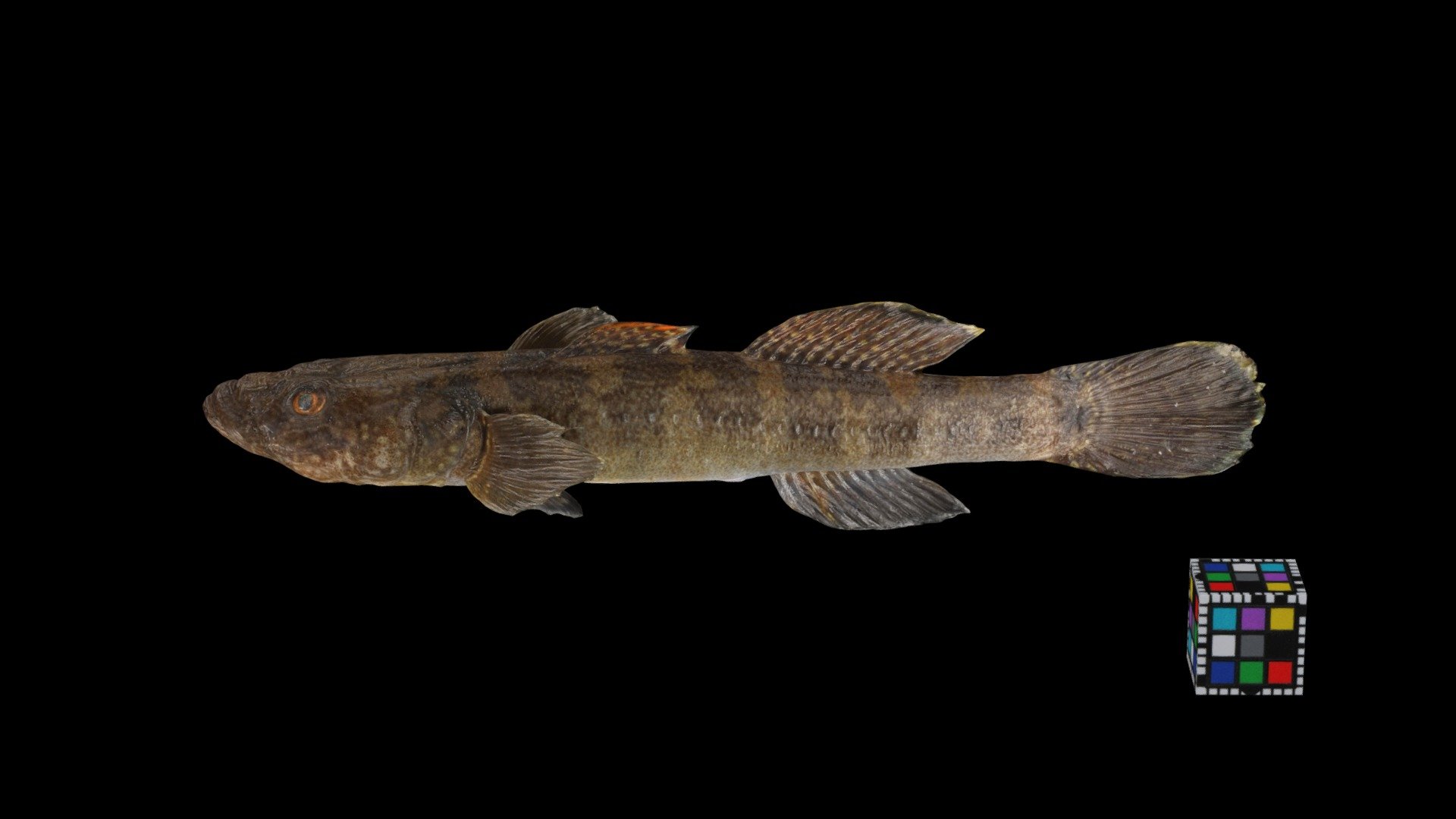 シマウキゴリ Floating Goby, Gymnogobius opperiens