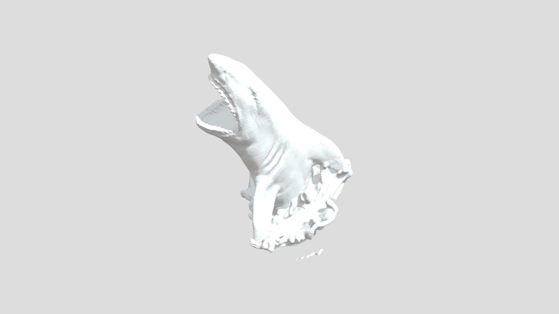 Shark