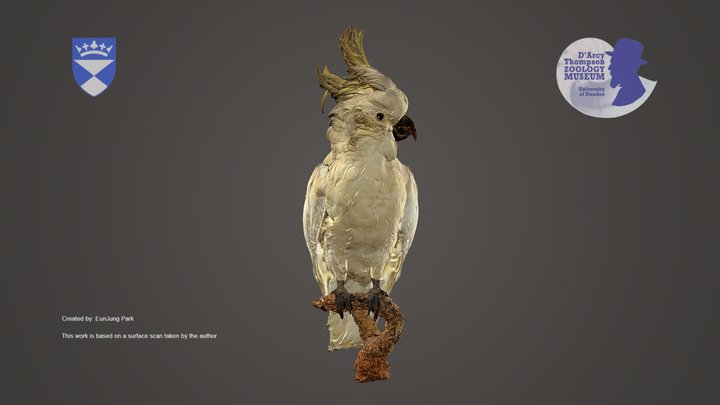 Sulphur-crested Cockatoo – Kostenloses 3D-Modell STL