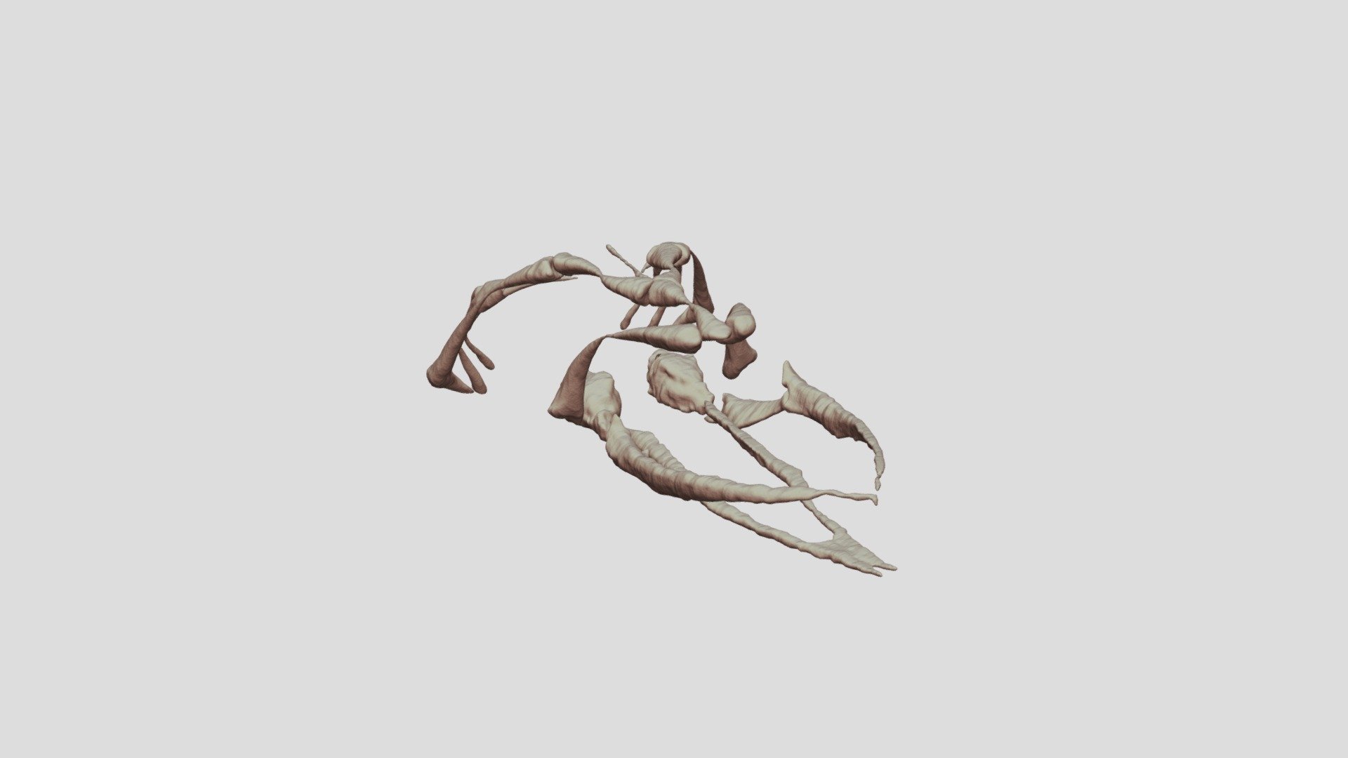 Skeleton of Proteus anguinus