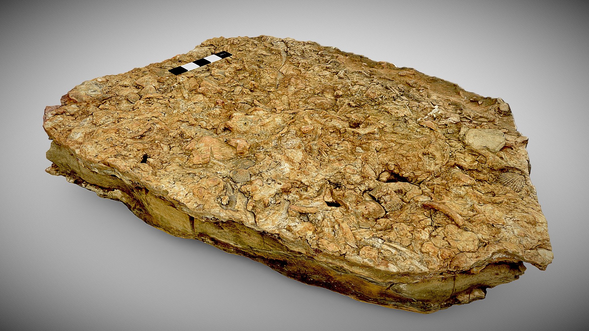 Ancient Cambrian sea floor (Lawn Hill)