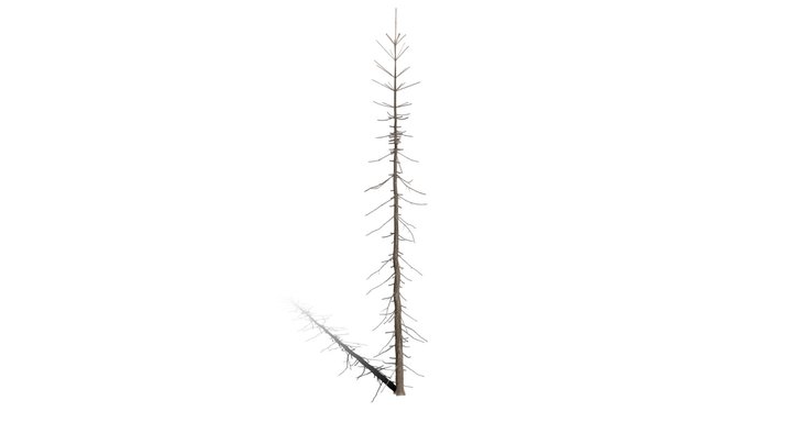 Realistic HD Colorado Blue spruce Koster (38/43) 3D Model