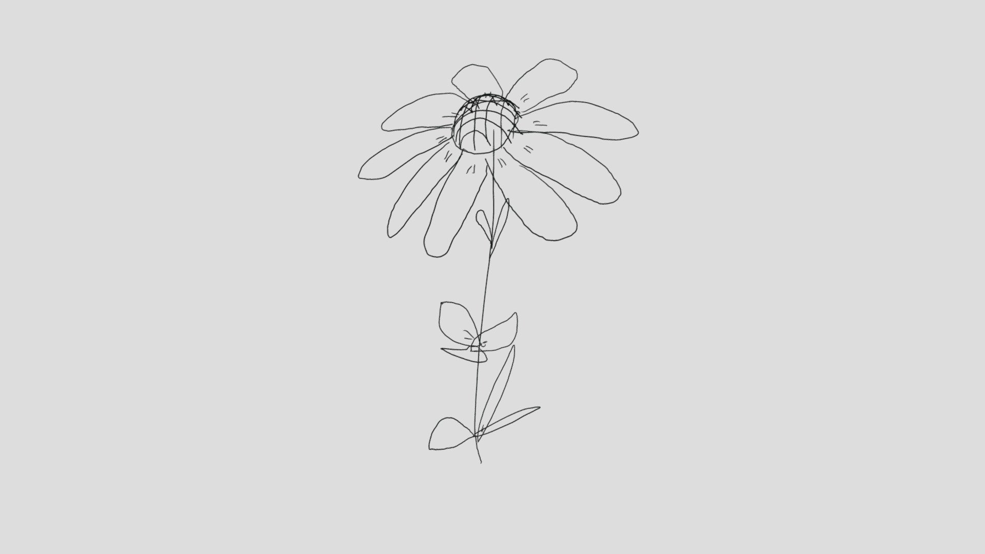 Wild Sunflower