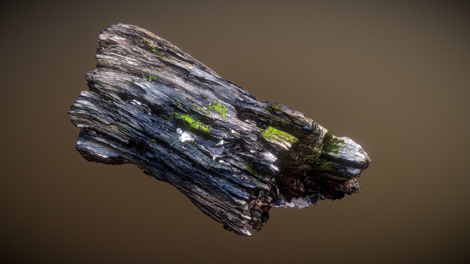 Trunk_1