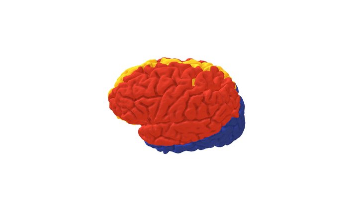 Vascular Segmentation of the Brain 3D Model
