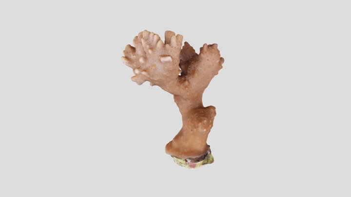 Parker's coral 3D Model