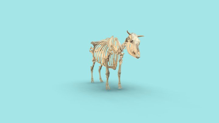 Rinderskelett 3D Model