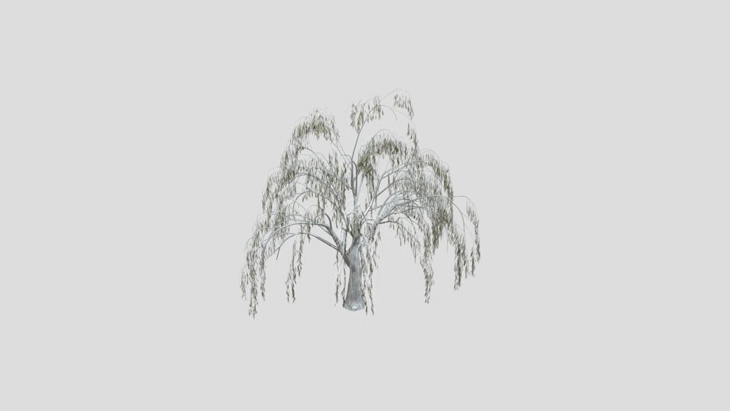 Sj Echo Of Branches