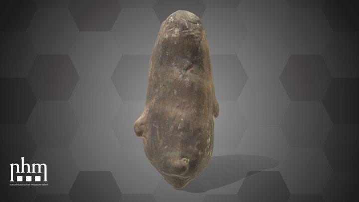 Bulb of an Araceae (NHMW-AFW-DING-0046-013) – Modello 3D gratuito STL