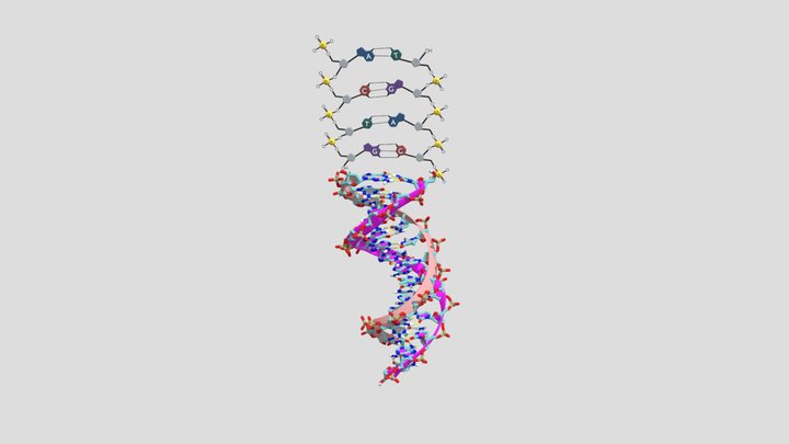 Dna 3D models - Sketchfab