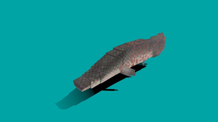 Arapima gigas 3D Model