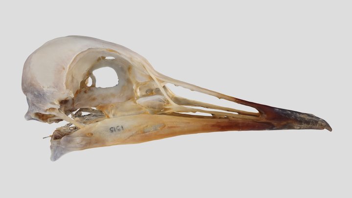 UWYMV:Bird:1315, Grus canadensis, Skull – Free 3D Model STL