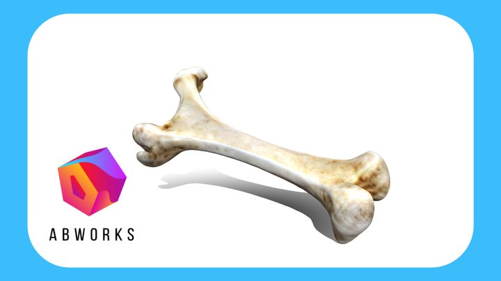 Realistic Bone, Stylized 3D Model