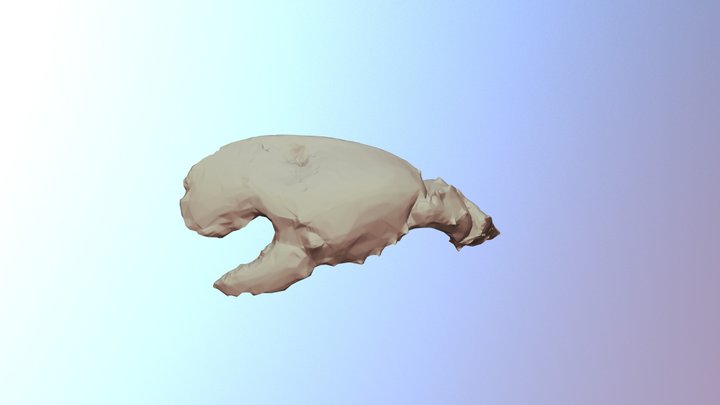 Lobster Claw 3200poly 3D Model