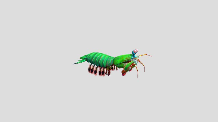 Mantis Shrimp 3dpc 3D Model