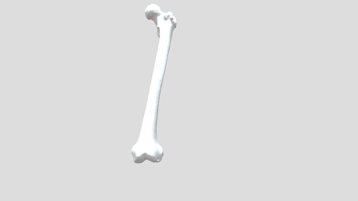 Femur, Lower part annotated 3D Model
